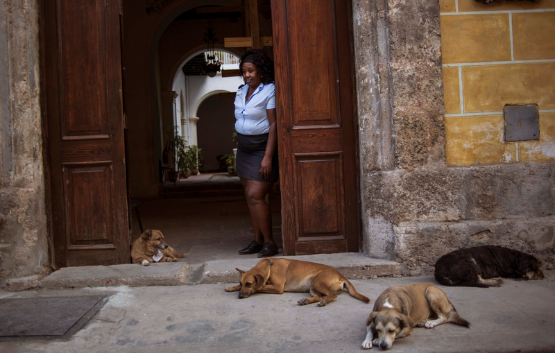 Illustration for article titled Official Cuban Street Dog Has A License To Be Adorable